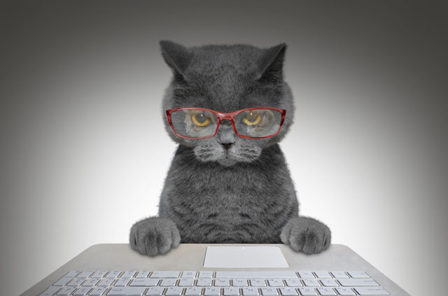VPN akan menjadikan internet anda lebih baik untuk kucing
