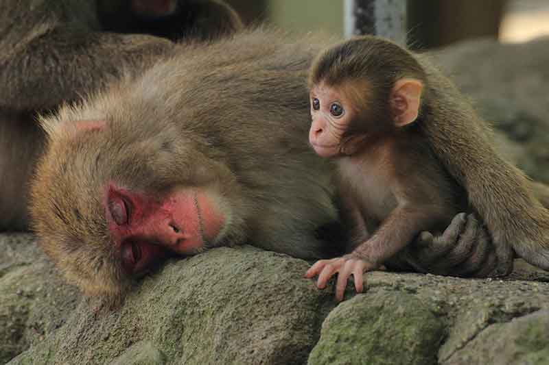изображение взрослой обезьяны, утешающей маленькую обезьяну - expressvpn безопасно!