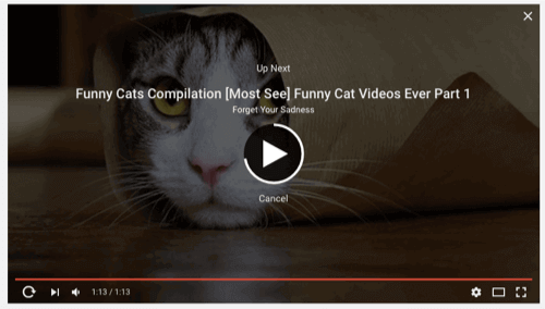 kucing-video-baru