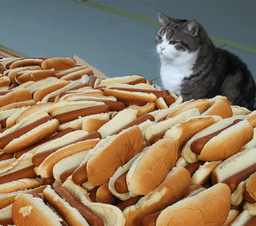 แอชลีย์เมดิสัน hotdogs แมว